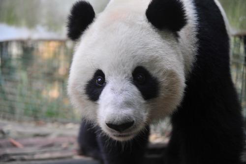 供應九寨溝動物*