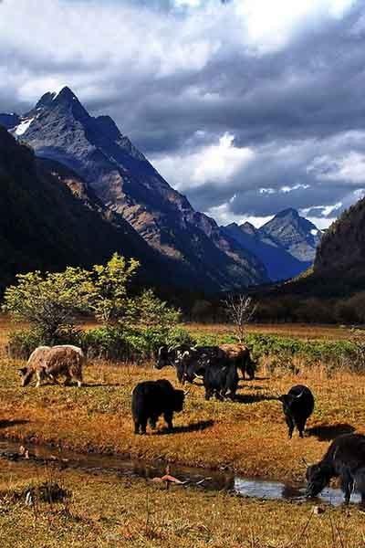 供應(yīng)四姑娘山當(dāng)?shù)仫嬍?  title=