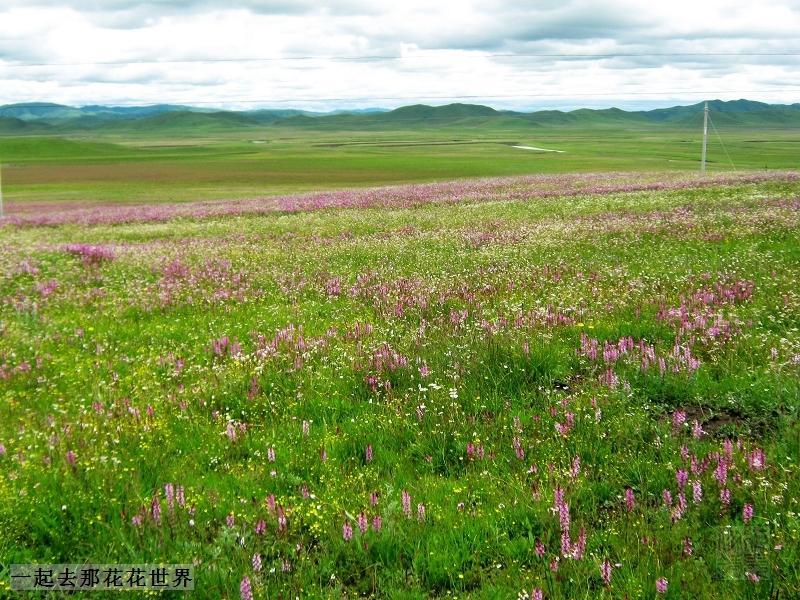 供應九寨溝周邊景區(qū)若爾蓋草原黃河九曲