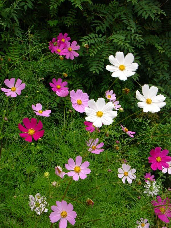 供應(yīng)七夕節(jié)九寨溝旅游*天氣推薦