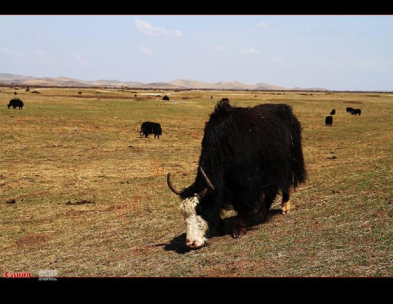 供應(yīng)九寨溝旅游租車自助游攻略