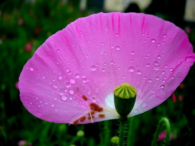 七夕節(jié)九寨溝旅游最佳天氣推薦圖片