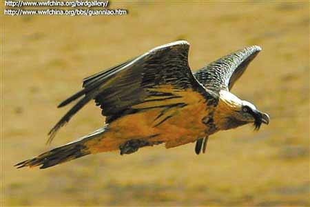 供應(yīng)四姑娘山特有動物