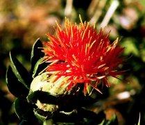 供應(yīng)九寨溝可以買什么-九寨溝*土特產(chǎn)