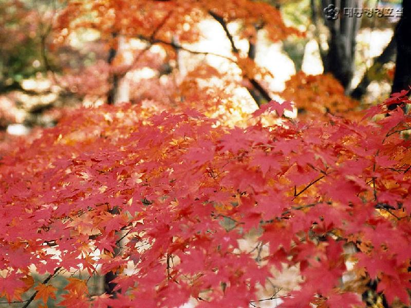 10月米亚罗红叶毕棚沟古尔沟温泉图片