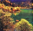 供應(yīng)九寨溝五花海秋季美景-九寨溝自助游包車-九寨溝自由行租車