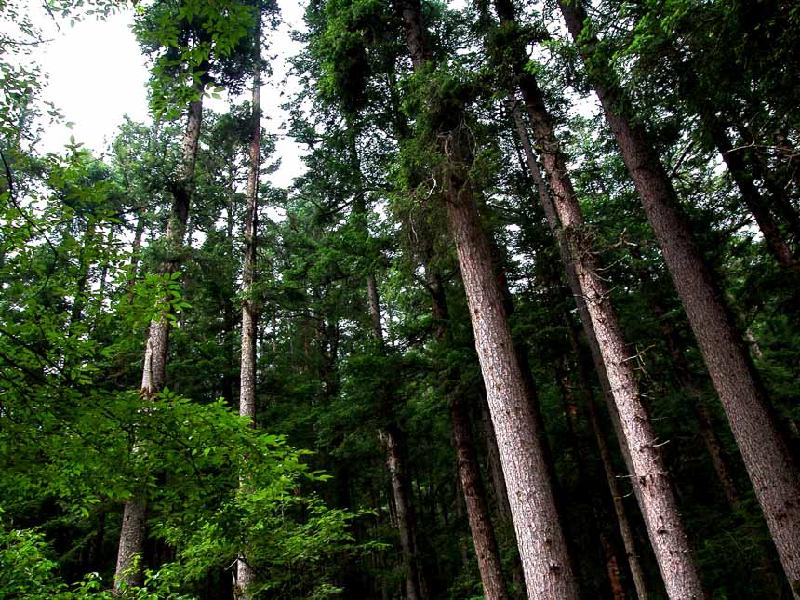 供應(yīng)九寨溝旅游最美五絕-九寨溝自由行-九寨溝自助游包車租車