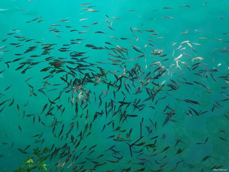 供應(yīng)最詳細(xì)的九寨黃龍自助游攻略