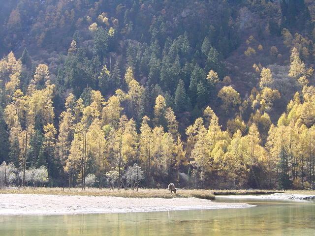 供應(yīng)四姑娘山景區(qū)交通