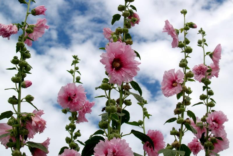 供應(yīng)九寨溝旅游租車包車酒店預(yù)訂接送機(jī)