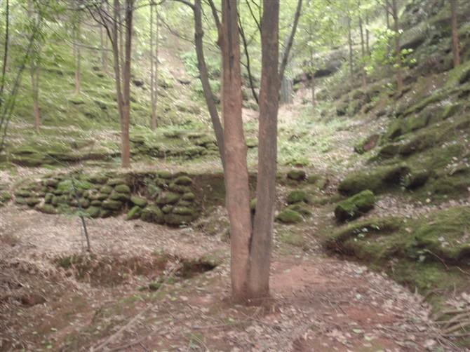 供應(yīng)大規(guī)格樟樹