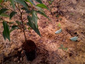 供應(yīng)提前定購就地育苗