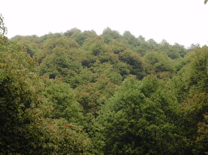 供應(yīng)25工分風(fēng)景樟樹