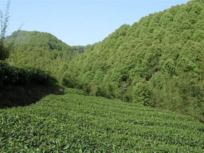 營養(yǎng)苗生產(chǎn)商圖片