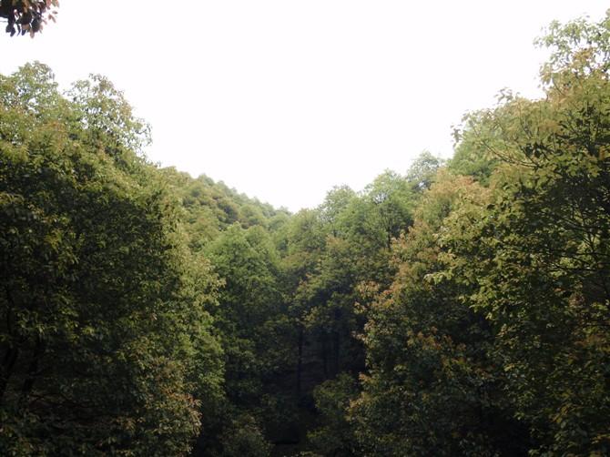 供應(yīng)25工分風(fēng)景樟樹