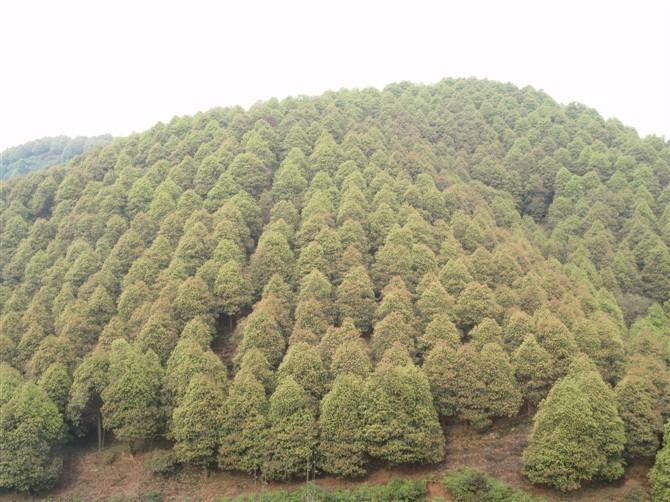 供應(yīng)廣安油樟苗種植地址
