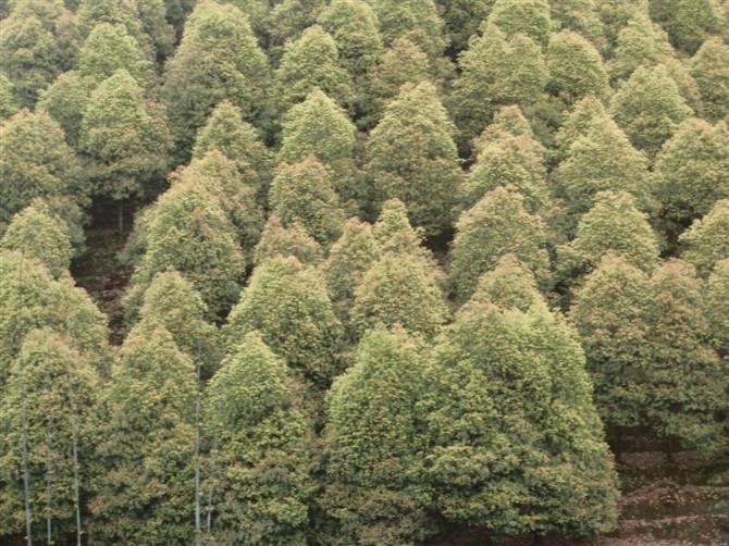 10工分樟樹圖片