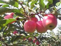 供應(yīng)嘎啦蘋(píng)果銷(xiāo)售行情，嘎啦蘋(píng)果一斤多少錢(qián)