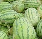 陜西花皮西瓜銷售價格圖片