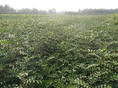 泉萍苗圃大量供应花椒苗、大红袍花椒树苗，山东花椒树苗，花椒树图片