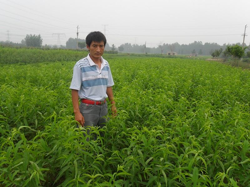 供应桃树种苗基地 桃树种苗桃树苗价格桃树苗价格桃树苗价格桃树苗