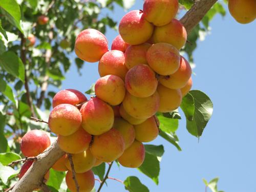 供應(yīng)新疆杏子甜的很