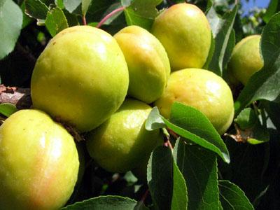 供應庫車小白杏/庫車小白杏特價/庫車小白杏孕婦可以吃嗎