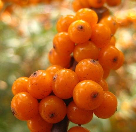 供應(yīng)沙棘/華博士沙棘/沙棘功效作用好吃嗎/沙棘批發(fā)價(jià)格/沙棘廠家供貨