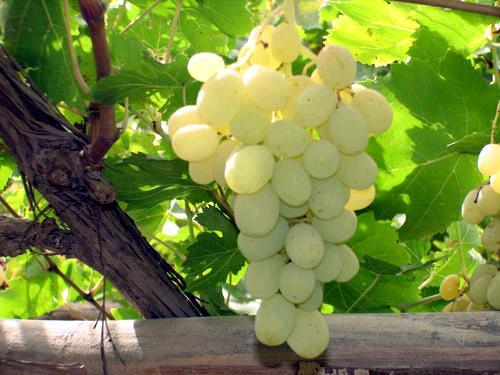 供應葡萄供應商/深圳葡萄供應商批發(fā)價格/新疆葡萄供應商價格行情