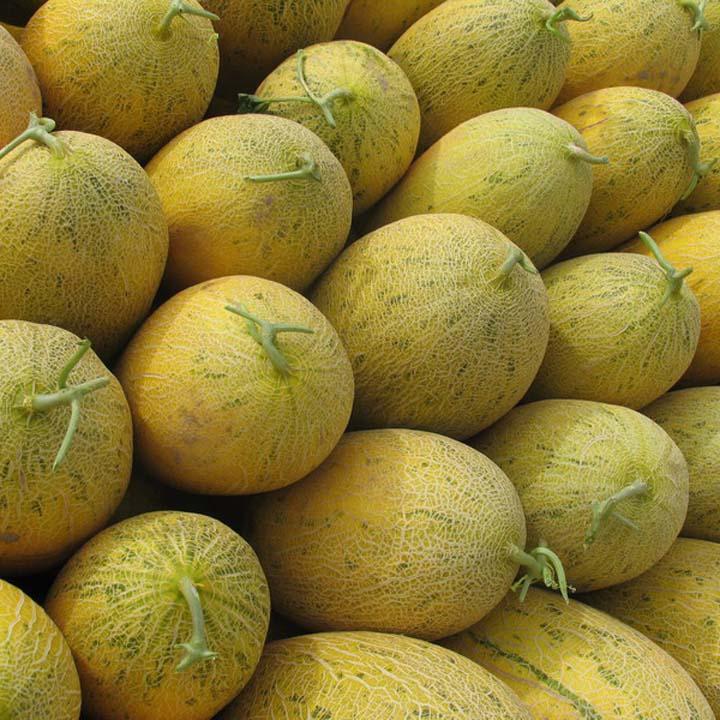 供應(yīng)吐魯番哈密瓜/吐魯番哈密瓜批發(fā)價格/吐魯番哈密瓜甜嗎