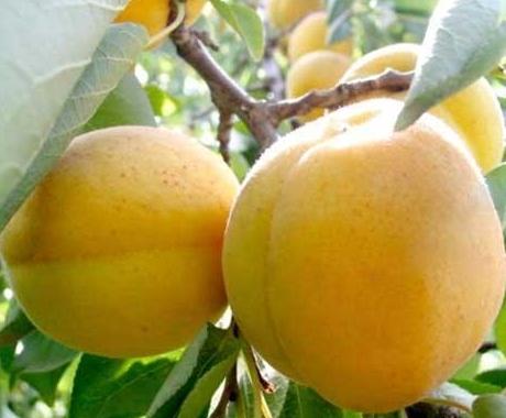 供應庫車小白杏/庫車小白杏特價/庫車小白杏孕婦可以吃嗎