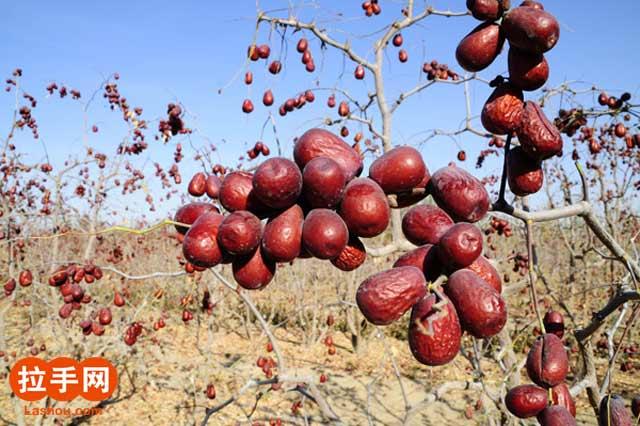 供應(yīng)烏孫鮮新疆雞心棗零售