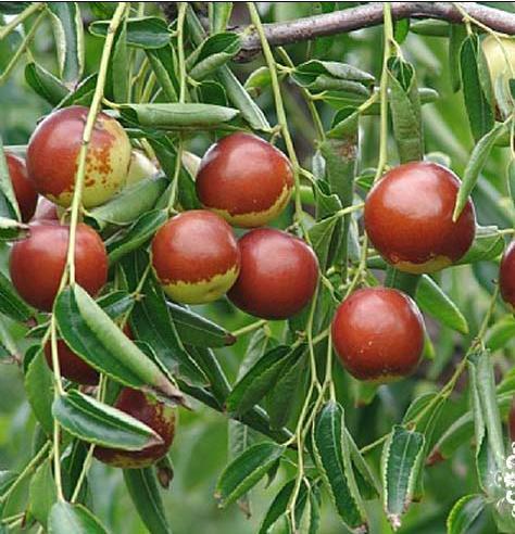 供應(yīng)烏孫鮮新疆哈密棗價格