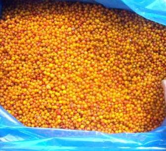 供應(yīng)沙棘/華博士沙棘/沙棘功效作用好吃嗎/沙棘批發(fā)價(jià)格/沙棘廠家供貨