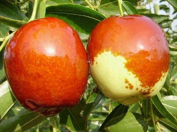 供應深圳若羌棗直銷