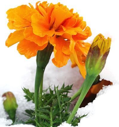 供應天山雪菊茶/天山雪菊茶供應商/天山雪菊茶生產廠家批發(fā)價格