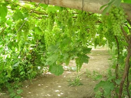 供應葡萄供應商/深圳葡萄供應商批發(fā)價格/新疆葡萄供應商價格行情