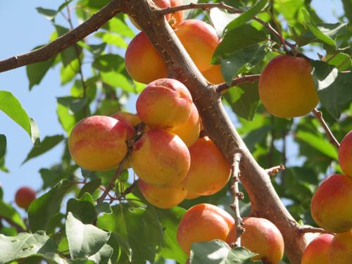 供應(yīng)新疆杏子甜的很