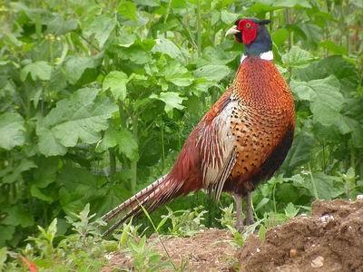 供应四川野鸡绵阳野鸡