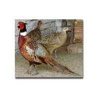 供應山雞經濟效益高