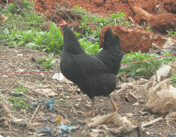 供應(yīng)黑雞苗黑羽土雞苗繁育基地
