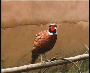 供應山雞經濟效益高