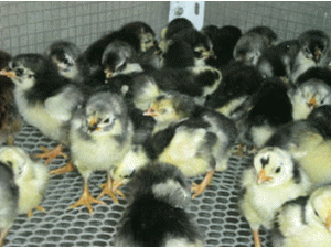 供應(yīng)麻羽高產(chǎn)綠殼蛋雞苗育苗基地