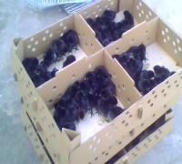 供應(yīng)綠殼蛋雞苗黑羽烏雞苗五黑一綠烏雞