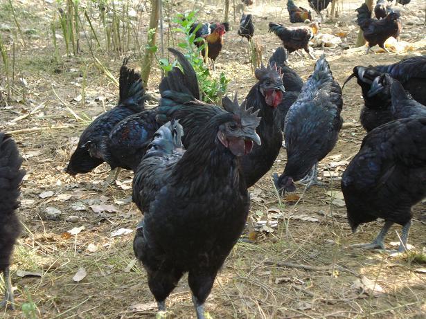 供應(yīng)高營(yíng)養(yǎng)低脂肪具有藥用價(jià)值綠殼蛋雞