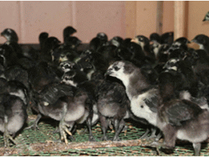 供應打好防疫的綠殼蛋雞苗