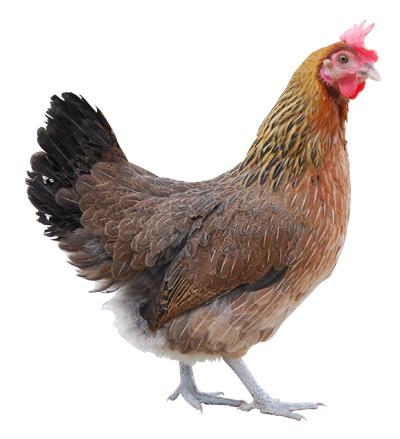 供應(yīng)研究黑羽烏雞高產(chǎn)綠殼蛋雞快慢型麻雞苗