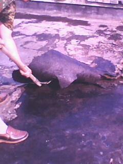 屋頂防水圖片/屋頂防水樣板圖 (4)