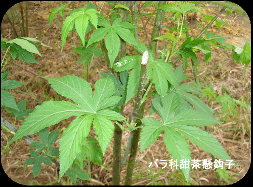 供应甜茶/甜茶叶图片