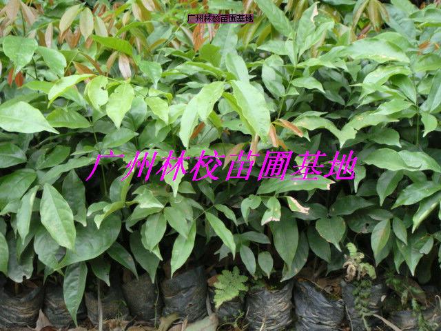 供應花木類
